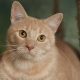 Asian tabby: description of the breed of cats and the rules of