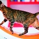 Running wheels for cats: selection and training