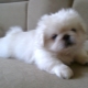 White Pekingese: paglalarawan at nilalaman