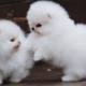 White Pomeranian Spitz: paglalarawan, karakter at pag-aalaga