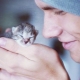 Homeless kittens: is it possible to take them to the apartment and how to domesticate?