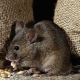 Fear of mice: a description of the disease and methods of deliverance