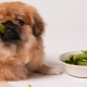 Ano ang dapat pakainin sa Pekingese?