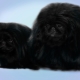 Black Pekingese: kulay at pangangalaga