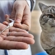 Chipping cats: what is it and what is it for?