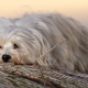 Havana Bichon: a description of the breed and the subtleties of the content