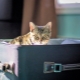 Where can I leave the cat on vacation?