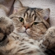 Interesting facts about cats and cats