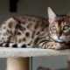 History of the domestication of cats