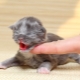 How and what to feed a newborn kitten?