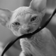 How can a cat wean a wire bite?