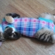 How to put a cat on a blanket and properly tie it up?