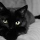 How to call a cat and a black cat?