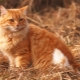 What do you call a cat and a red cat?