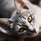 How to call a cat or a cat?