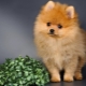 Ano ang tawag mo sa isang spitz-girl?