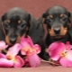 How to call a dachshund?
