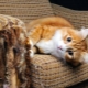 How to wean a cat to tear up furniture and wallpaper?