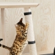 How to wean the cat to tear wallpaper?
