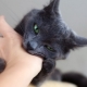 How to wean the cat bite?