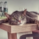 How to wean the cat to climb the tables?