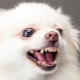 Paano toan ang spitz barking sa bahay?