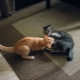 How to make friends between cats in the apartment?