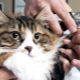 How to cut the claws of a cat and a cat?