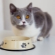 How to transfer a cat to another feed?