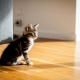 How to teach a cat to a new home?