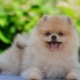 Paano magtuturo ng Spitz sa lampin?