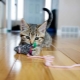 How to make a toy for a cat with your own hands?