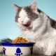 How to choose canned cat food?