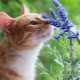 What smells do cats not like?