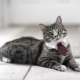 Which cat is better to have in the apartment?