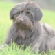 Catalan Shepherd Dogs: how to look and how to contain them?