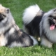 Keeshond: mga tampok na lahi at subtleties ng nilalaman
