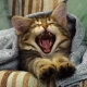 When do kittens change teeth and how does this happen?
