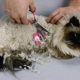Pieces in a cat: causes and methods of struggle