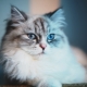 Super premium feed for sterilized cats