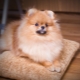 Pagpapakain at pag-aalaga para sa isang Pomeranian Spitz sa bahay