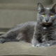 Kora cat: origin, characteristics, care