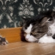 Pied Piper: Popular Breeds and Their Content