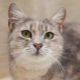 Cats breed metis: description and features of care