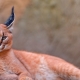 Cats with tassels on the ears: a variety of breeds and features of the content