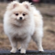 Cream spitz: mga tampok ng kulay, mga kondisyon ng puppy