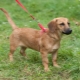 Dachshunds metisy: characteristics of popular hybrids and features of their care