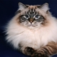 Neva Masquerade Cats: Breed Description, Content Features