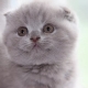 Description and breeding Scottish cats lilac color