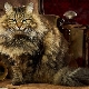 Description, types of color and features of the content of Siberian cats